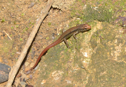 Marmorosphax tricolor observed 2021-12-11