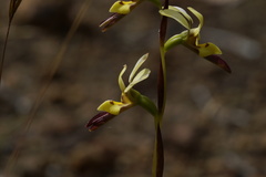 Diuris setacea