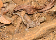 Bavayia sauvagii