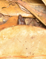 Sigaloseps deplanchei