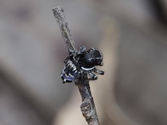 Maratus lobatus