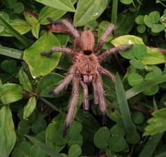 Dolichothele exilis