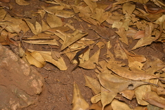 Sigaloseps deplanchei