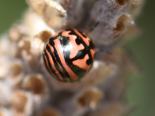 Brownspotted Shield Bug