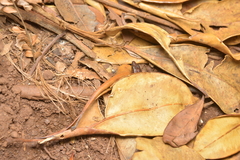 Sigaloseps deplanchei