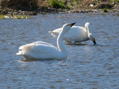 Cygnus columbianus bewickii