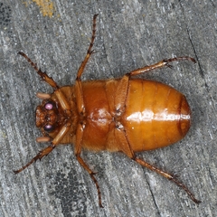 Antitrogus morbillosus