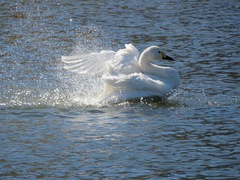 Cygnus columbianus bewickii
