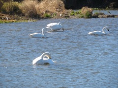 Cygnus columbianus bewickii