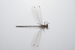 Caledopteryx maculata