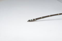 Caledopteryx maculata