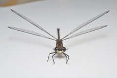 Caledopteryx maculata