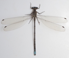 Caledopteryx maculata