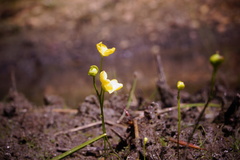 Utricularia