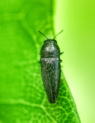 Microacmaeodera
