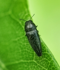 Microacmaeodera