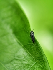 Microacmaeodera