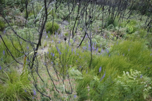 Image of Micranthus plantagineus by (c) Tony Rebelo, some rights reserved (CC BY-SA)