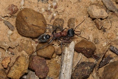 Myrmecia chasei