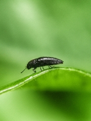 Microacmaeodera