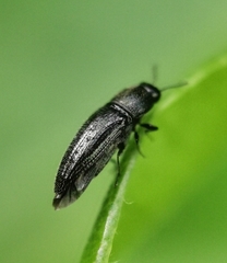 Microacmaeodera