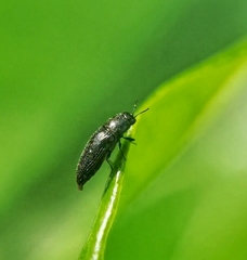 Microacmaeodera