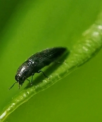 Microacmaeodera