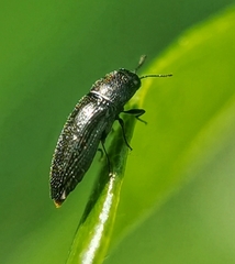 Microacmaeodera