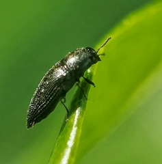 Microacmaeodera