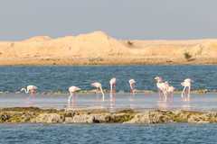 Phoenicopterus roseus