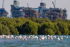 Phoenicopterus roseus