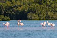 Phoenicopterus roseus