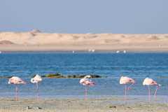 Phoenicopterus roseus