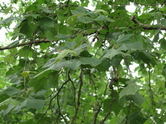 Platanus rzedowskii