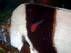 Cochleoceps bicolor