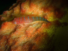 Cochleoceps bicolor