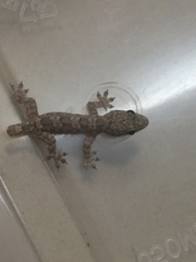 Hemidactylus platyurus