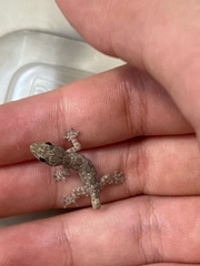 Hemidactylus platyurus