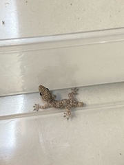 Hemidactylus platyurus