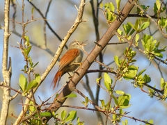 Cranioleuca semicinerea