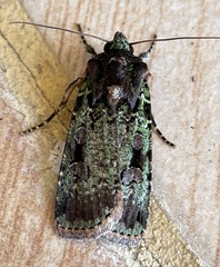 Mentaxya ignicollis