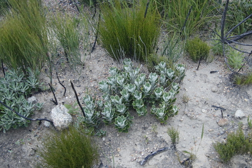 Image of Woolly Boneseed by (c) Tony Rebelo, some rights reserved (CC BY-SA)