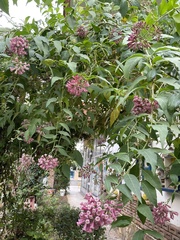 Cestrum diurnum