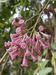 Cestrum diurnum
