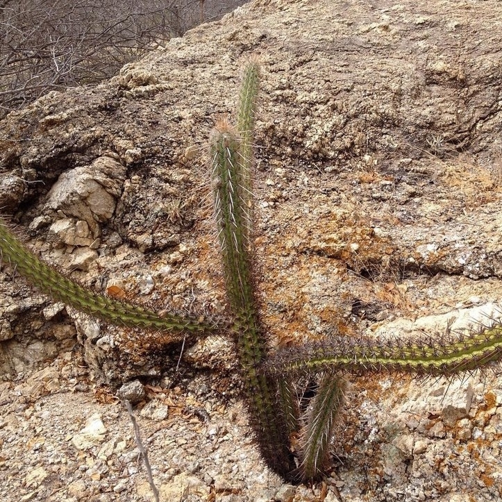 Xiquexique gounellei