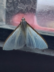 Palpita warrenalis