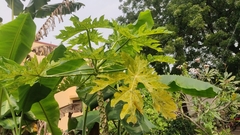 Carica papaya