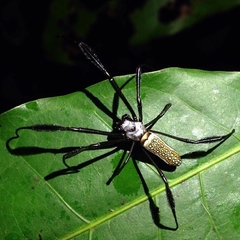 Trichonephila clavipes