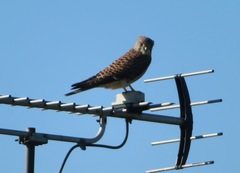 Falco tinnunculus