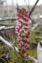 Disa albomagentea